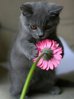 Pui De Pisica Cu O Floare Animale Poze Pentru Mobil