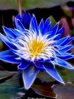 Floare Albastra Cu Galben Natura Peisaje Poze Pentru Mobil